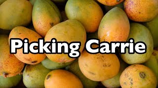 Picking Carrie Mango A detailed tutorial [upl. by Christen]