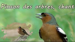 Pinson des arbres chant en gros plan [upl. by Mungovan129]