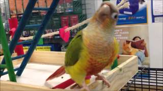 Green cheek conures playing [upl. by Otirecul]