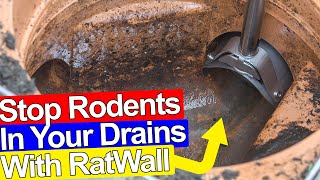 STOP RATS GETTING IN YOUR DRAINS AND HOUSE  Ratwall [upl. by Berthe]