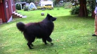 Timber Belgian Shepherd Dog Groenendael quotdancingquot [upl. by Blanche]