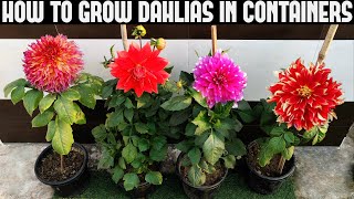 How To Grow Dahlias At Home  FULL INFORMATION [upl. by Navlys]