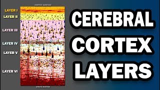 Cerebral Cortex Layers [upl. by Nivrac]