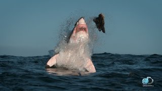 Breaching Great White Sharks  Shweekend [upl. by Meghan208]