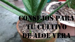 5 consejos para tu cultivo de SABILA o ALOE VERA  Tu Profe TV [upl. by Ocana649]