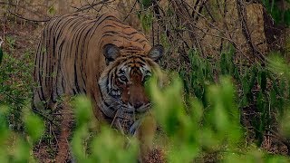 Deers Close Call with a Tiger  BBC Earth [upl. by Marika650]