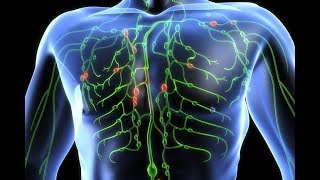 HOW IT WORKS The Lymphatic System [upl. by Margie]