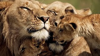 The Strongest LION PRIDE in Luangwa Valley  National Geographic Documentary 2020 Full HD 1080p [upl. by Powel]