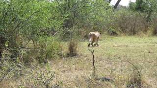 Lion vs Brave Baboon FightWest Serengeti Safari [upl. by Turpin]