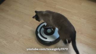 Cat shows HOW TO use iRobot Roomba Vacuum [upl. by Nerej]