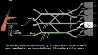 Myotomes and Peripheral nerves [upl. by Jacklin]