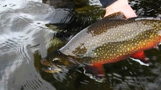 Nipigon River Brook Trout Pt 2 Northern Ontario [upl. by Enihpad316]