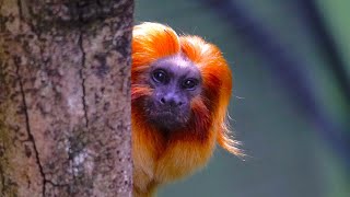 Incredibly Rare Animals In The Amazon Rainforest [upl. by Eyahs173]