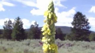 mullein heal the earth with cowboy toilet paper [upl. by Cheney494]