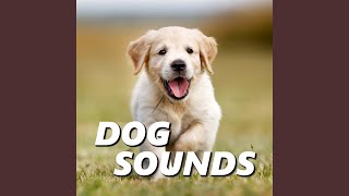 Sounds of Dogs Barking [upl. by Faustus]