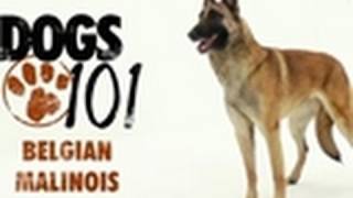 Dogs 101  Belgian Malinois [upl. by Cirilo]