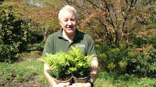 Fern Dryopteris wallichiana Jurassic Gold in Bowdens Gardens [upl. by Opaline743]