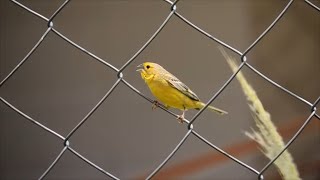 Canário Tipiu cortejando fêmea na natureza um espetáculo para esquentar seus pássaros [upl. by Norabal]