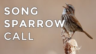 Song Sparrow Calls and Songs 2024  Have you heard this bird before [upl. by Hindorff]