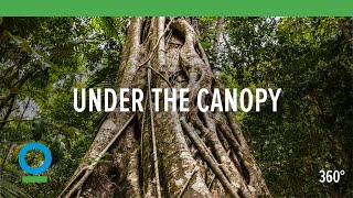 Under The Canopy 360 video  Conservation International CI [upl. by Attenaej685]