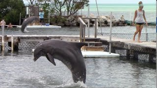 Dolphin Dance Party  Dolphin Research Center  March 17 2021 [upl. by Yesdnyl762]