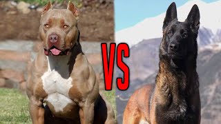 Belgian Malinois vs Pit Bull terrier [upl. by Liban45]