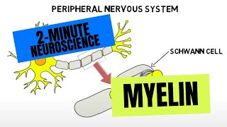 2Minute Neuroscience Myelin [upl. by Toole897]