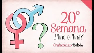 SEMANA 20 de Embarazo  5º Mes  Semana a semana [upl. by Seumas]