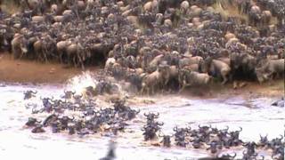 AMAZING FOOTAGE OF WILDEBEEST CROSSING THE MARA RIVER [upl. by Aynotak]