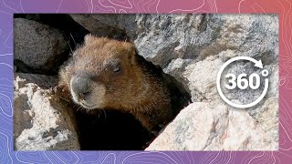 The Real Screaming Marmot Sounds Off  Wildlife in 360 VR [upl. by Brockie938]