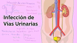 Infección de Vías Urinarias  Salud  Educatina [upl. by Holmun120]