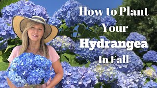 How to Plant Your Hydrangea in Fall [upl. by Liagiba]