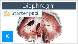 Diaphragm  Definition Function Muscle amp Anatomy  Kenhub [upl. by Norbel130]