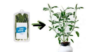 How to Grow Sage Cuttings from the Grocery Store [upl. by Waiter614]