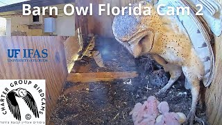 LIVE Barn Owl Florida Cam 2 The Charter Group of Wildlife Ecology University of Florida [upl. by Kciremed328]