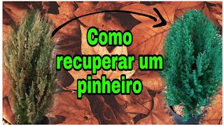 como recuperar um pinheiro qualquer planta [upl. by Emmons]