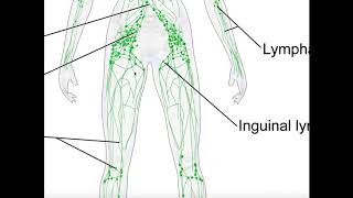 Basics amp Structures of the Lymphatic System [upl. by Bartolome]