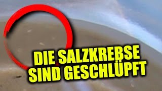 DIE SALZKREBSE SIND GESCHLÜPFT [upl. by Baylor722]