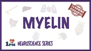 Myelin  Neuroscience series [upl. by Itsur]