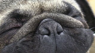 Noisy Snoring amp Breathing Brachycephalic Obstructive Airway Syndrome In Dogs [upl. by Rolan291]