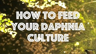 How To Feed Your Daphnia Culture [upl. by Clara]