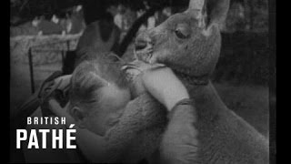 Boxing Kangaroos vs Man [upl. by Anide]