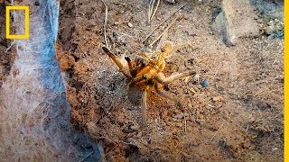 Observa el riesgo en el que se pone una ARAÑA para poder APAREARSE  National Geographic en Español [upl. by Mccreery]