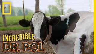 How Now Bloated Cow  The Incredible Dr Pol [upl. by Thetisa356]