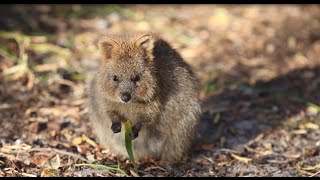 Quokkas of Rottnest Island WA [upl. by Yatnoed]