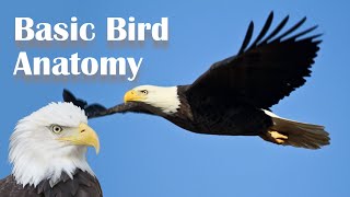 Basic Bird Anatomy [upl. by Repip364]