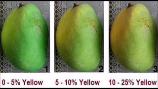 Mango Ripening Process How To Tell If Mangoes Are Ripe [upl. by Athiste]