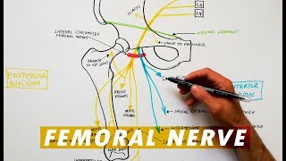 Femoral Nerve branches  Anatomy Tutorial [upl. by Assirod]