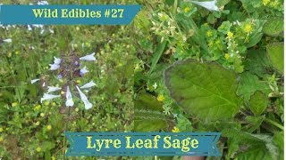 Wild Edibles 27 Lyre Leaf Sage Salvia Lyrata [upl. by Lisle]