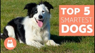 The Most Intelligent Dog Breeds in the World  Everything you need to know [upl. by Nlyak]